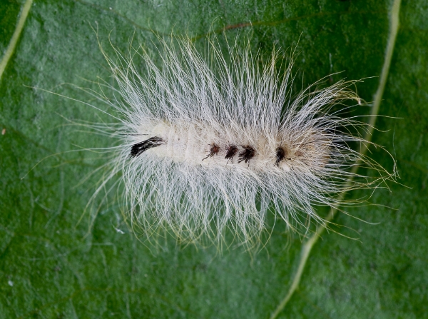Photo of Acronicta lepusculina by Bryan Kelly-McArthur